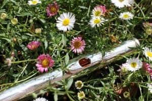 flute and flowers